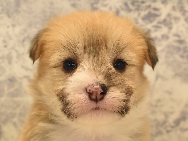 静岡県のハーフ犬 (ペッツワン伊東店/2023年12月7日生まれ/女の子/レッドホワイト)の子犬